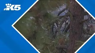 Trump order requires 60% of US national forests be used for logging