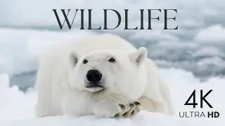 Into the Wild: Explore Captivating Wildlife in 4K! #wildlife #wildanimals #4k #uhd #thehowtoacademy.