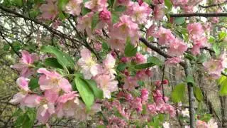 Weigela Blossoms Almost Spent