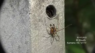 2022 05 10 Anyphaena accentuataVierfleck Zartspinne