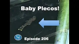 Surprise - Baby Plecos! Episode 206