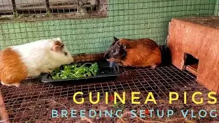 My Guinea Pigs Breeding Setup Vlog | #guineapig #guineapigs #guineapigeating