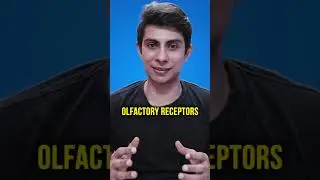 Your Nose tastes food