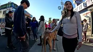 Cash 2.0 Great Dane at the Dia De Los Muertos 2024 family festival in Canoga Park, CA (3 of 4)