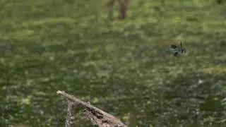 Calopteryx splendens hunting