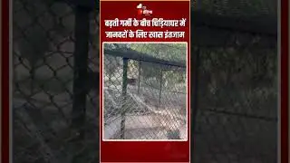 बढ़ती गर्मी के बीच लखनऊ चिड़ियाघर में जानवरों के लिए खास इंतजाम | Heat Wave | Lucknow Zoo | Summers