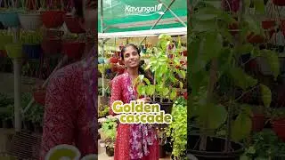 Golden Cascade - Beautiful Creeper Plant 😍 #gardening #creeperplant #newvideo #shorts