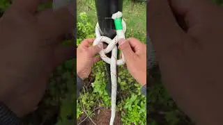 The KING of Knots for ever!