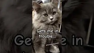 Always in trouble #cat #cats #catvideos #funny #cute #cutecat #video