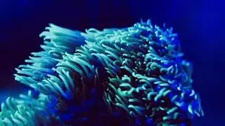 Green Star Polyp Coral