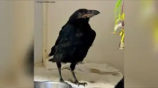 Tucson Wildlife Center showcases unique challenge in rehabilitating young raven