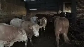 Bonita estampa esta tarde y Terneros cebándose en Cáceres de forma natural buena carne 