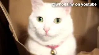 1-WhoIsTiny, The Cat in the Brown Paper Bag