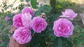 खुशबूदार देसी गुलाबी गुलाब | Arometic desi pink rose.