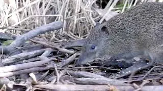 Bandicoot at Scott Creek C.P., South Australia