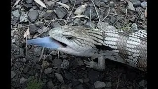 Blue tongue lizard crossing the road