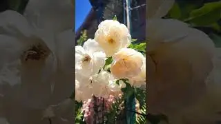 David Austin rose-Snow goose rambling