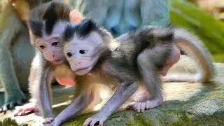 Today! New monkey gives a new birth baby monkey at Angkor Thom temple, New baby monkey,