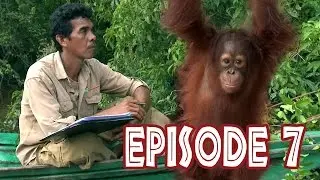 We Love Orangutans | Toni Setiyono - Asistant Coord Technician at BOS Foundation Nyaru Menteng