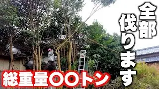 【師走の大伐採】不要木、迷惑木すべて伐採します