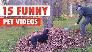 15 Funny Pet Videos Compilation 2016
