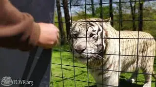 Big Cats React to Their Reflections at Turpentine Creek Wildlife Refuge