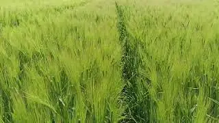 Ramata 6 sıralı arpa