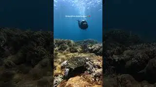 DIVE WITH SEA TURTLE! #turtle #underwaterworld  #marinelife #diving