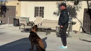 You can always find time and distraction to train your dog.