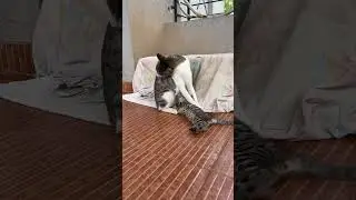 kittu 🐈🐈&zwj;⬛🐕#catlover #cats #catvideos #trending #elvishyadav @chalucat