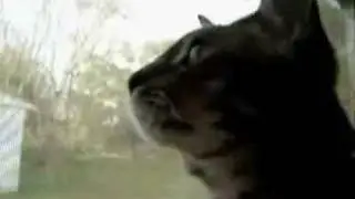 Barking Cat