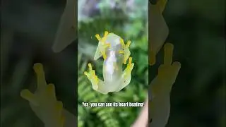 The Invisible Frog: Nature&rsquo;s Transparent Marvel!