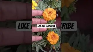 beautiful viral marigold#shorts #ytstudioes #ytshorts #youtubeshorts #viralshorts #flowers #garden