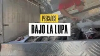Reportaje | El análisis a pescados de ferias y su posible mal estado