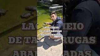 Lago cheio de tartarugas aband0nadas! #tartarugas #biologia