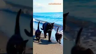 cute cats walking on Sea side catching fishes 🥰#cute #cats#new