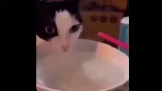 For The Whiskered Ripples Kneel
