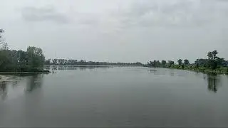 Quanicassee River and 5  -Great Egrets-