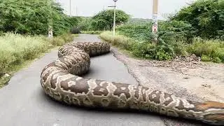 Giant Anaconda vs. T-Rex: Who Wins?