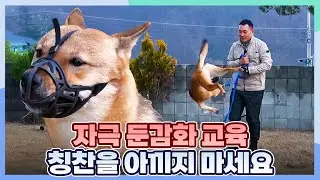 Everything's Going to Be Okay Bori🤗 [Dogs Are Incredible:Ep.11-5] | KBS WORLD TV 260127