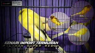 15 Januari 2026 FULLL STOCK KENARI IMPORT MELIMPAH.