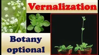 Vernalization in Plants - Process & Effects of Venalization in Seeds I Significance of Vernalization