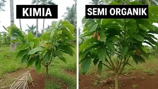 Pangkas Kakao Umur 9 Bulan + Perbandingan Hasil Pupuk Kimia vs Semi Organik