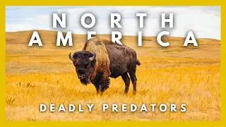 North America: Where Predators Rule the Wild