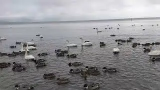 猪苗代湖 長浜 白鳥
