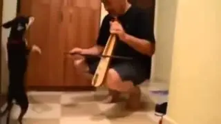 Watch What This Dog Does When His Owner Starts Playing Music!