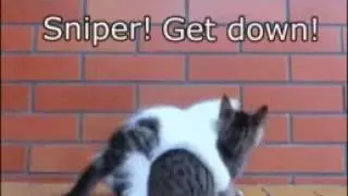 Кароче  говоря, там котики!