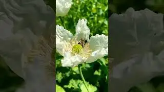 Beautiful Moment Bee In Flower Amazing Shooting Video by #bablu #kumar #nature
