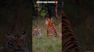 Pench Tiger Reserves wildlife adventure powerful family 🐯 Khursapar#shortvideo#tiger#wildlife#video