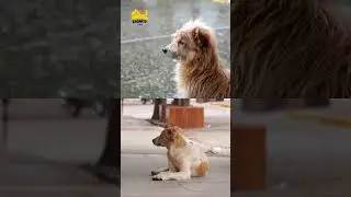 The Dog Who Waited 9 Years | Hachiko&rsquo;s True Story of Loyalty 🐾 |  #zoonityvibes